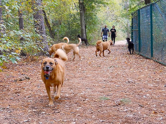 Dog Park at Gene Green Park photo 1